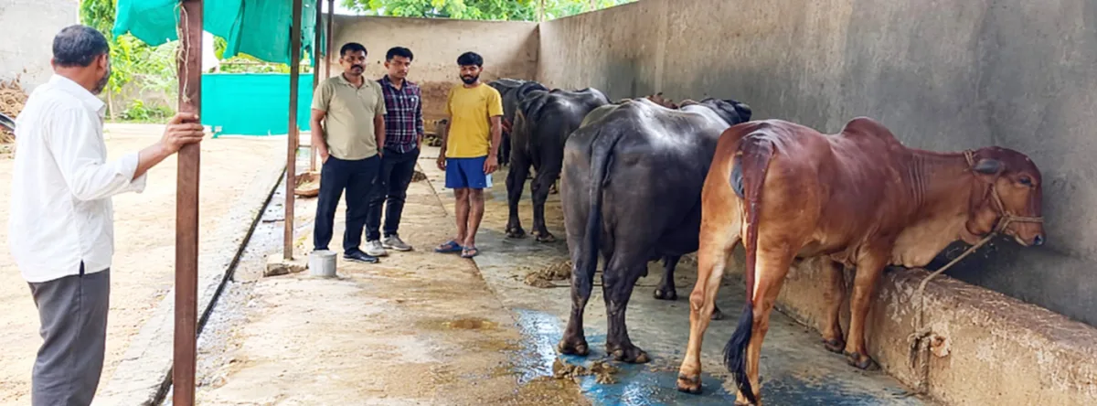 मुख्यमंत्री डेयरी प्लस योजना से सुनील की बढ़ी आमदनी, रोजाना 16 लीटर दूध का उत्पादन