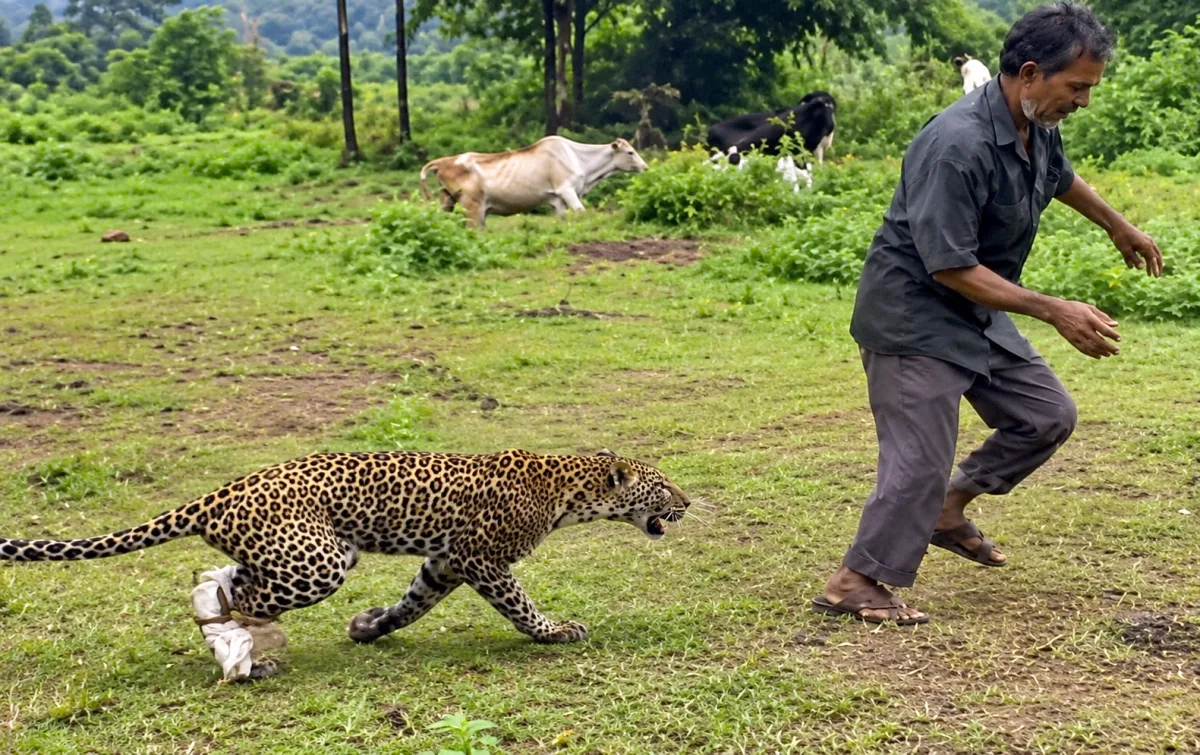मानपुरा जंगल में घायल तेंदुए की इलाज के दौरान मौत : ग्रामीण पर झपटने का वीडियो वायरल