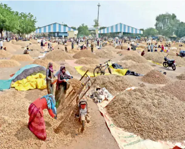 मंदसौर मंडी में मूंगफली और प्याज की बंपर आवक, जानें आज के भाव