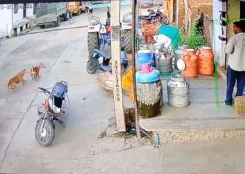 बखरियाखाल रोड पर रोजड़े का कहर, महिला को मारी टक्कर: पैर में गंभीर चोट